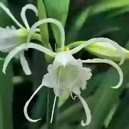 Hymenocallis